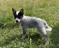 Renley, a female Australian Cattle Dog for sale in Moberly, MO – 1 of 7