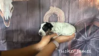 Tucker James, a male Australian Cattle Dog for sale in Moberly, MO – 4 of 4