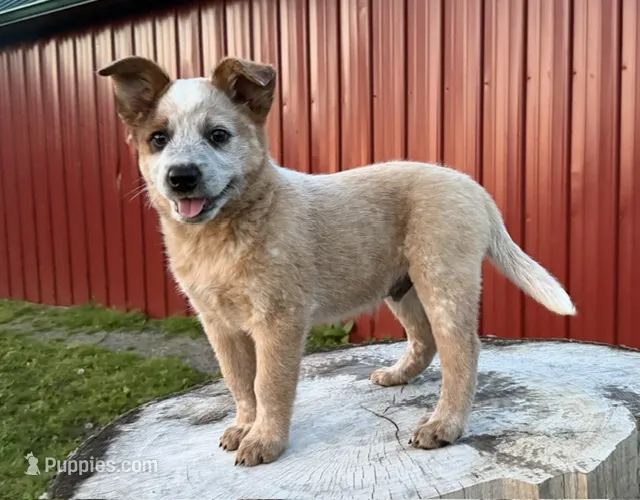 Toby Keith – Australian Cattle Dog puppy for sale in Moberly, MO