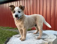 Toby Keith, a male Australian Cattle Dog for sale in Moberly, MO – 1 of 10