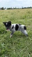 River, a female Australian Cattle Dog for sale in Moberly, MO – 7 of 7