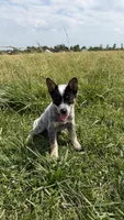 Renley, a female Australian Cattle Dog for sale in Moberly, MO – 5 of 7