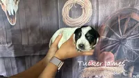 Tucker James, a male Australian Cattle Dog for sale in Moberly, MO – 3 of 4