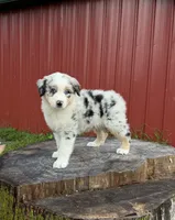 Blue, a male Australian Shepherd for sale in Moberly, MO – 4 of 10