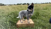 Renley, a female Australian Cattle Dog for sale in Moberly, MO – 3 of 7