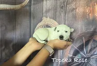 Topeka Rose, a female Australian Cattle Dog for sale in Moberly, MO – 3 of 4