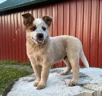Toby Keith, a male Australian Cattle Dog for sale in Moberly, MO – 2 of 10