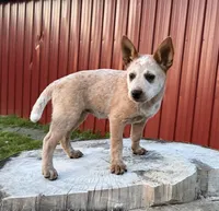 Topeka Rose, a female Australian Cattle Dog for sale in Moberly, MO – 5 of 9