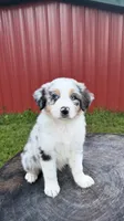 Blue, a male Australian Shepherd for sale in Moberly, MO – 7 of 10