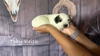 Toby Keith, a female Australian Cattle Dog for sale in Moberly, MO – 3 of 4