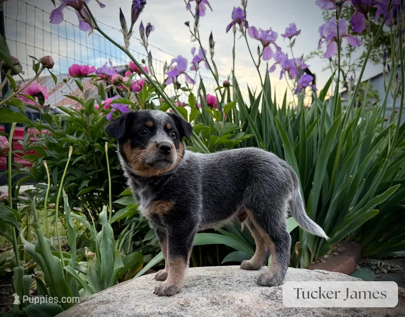 Tucker James – Australian Cattle Dog puppy for sale in Moberly, MO