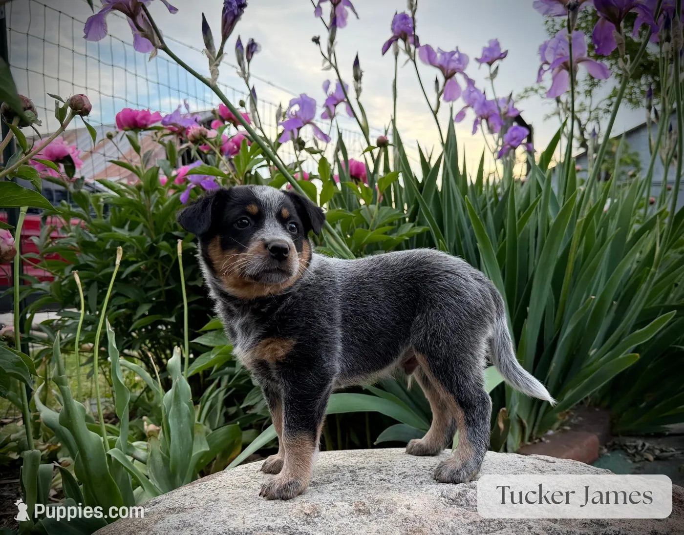 Tucker James, a male Australian Cattle Dog for sale in Moberly, MO – 1 of 4