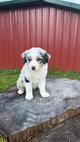 Blue, a male Australian Shepherd for sale in Moberly, MO – 6 of 10
