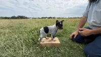 River, a female Australian Cattle Dog for sale in Moberly, MO – 6 of 7