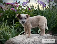 Toby Keith, a female Australian Cattle Dog for sale in Moberly, MO – 2 of 4