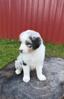 Blue, a male Australian Shepherd for sale in Moberly, MO – 8 of 10