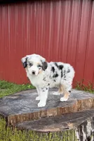 Blue, a male Australian Shepherd for sale in Moberly, MO – 2 of 10