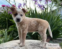 Talia June, a female Australian Cattle Dog for sale in Moberly, MO – 2 of 2