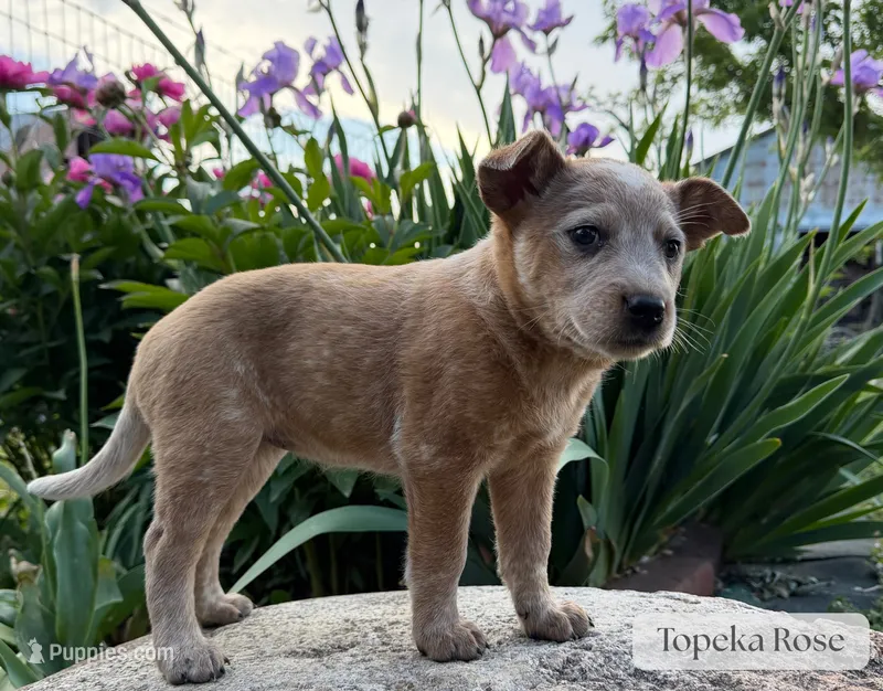 Topeka Rose – Australian Cattle Dog puppy for sale in Moberly, MO
