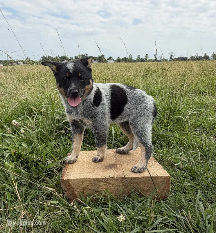 River – Australian Cattle Dog puppy for sale in Moberly, MO