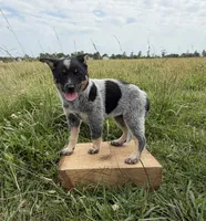 River, a female Australian Cattle Dog for sale in Moberly, MO – 1 of 7