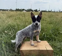Renley, a female Australian Cattle Dog for sale in Moberly, MO – 4 of 7