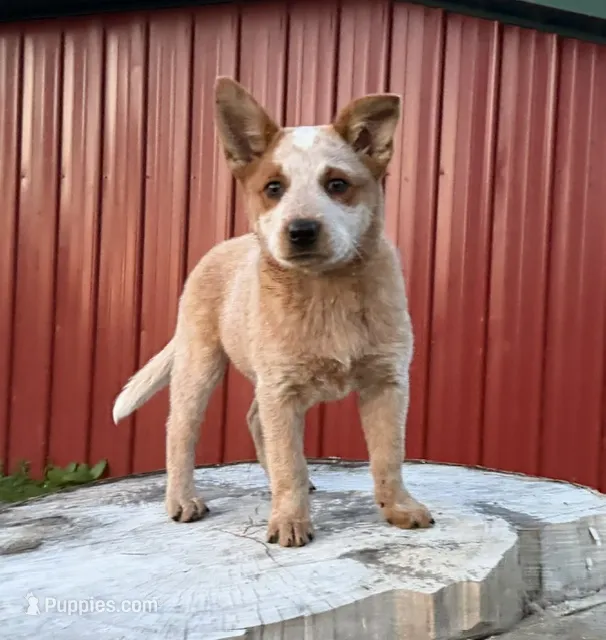 Tanya Jo – Australian Cattle Dog puppy for sale in Moberly, MO