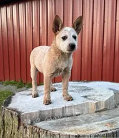 Topeka Rose, a female Australian Cattle Dog for sale in Moberly, MO – 2 of 9