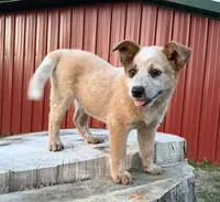 Toby Keith, a male Australian Cattle Dog for sale in Moberly, MO – 5 of 10
