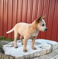Topeka Rose, a female Australian Cattle Dog for sale in Moberly, MO – 4 of 9