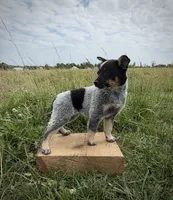 River, a female Australian Cattle Dog for sale in Moberly, MO – 2 of 7