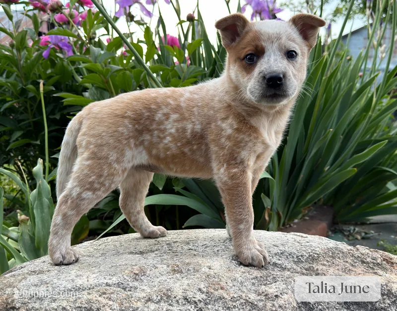 Talia June – Australian Cattle Dog puppy for sale in Moberly, MO