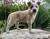 Talia June, a female Australian Cattle Dog for sale in Moberly, MO – 1 of 2