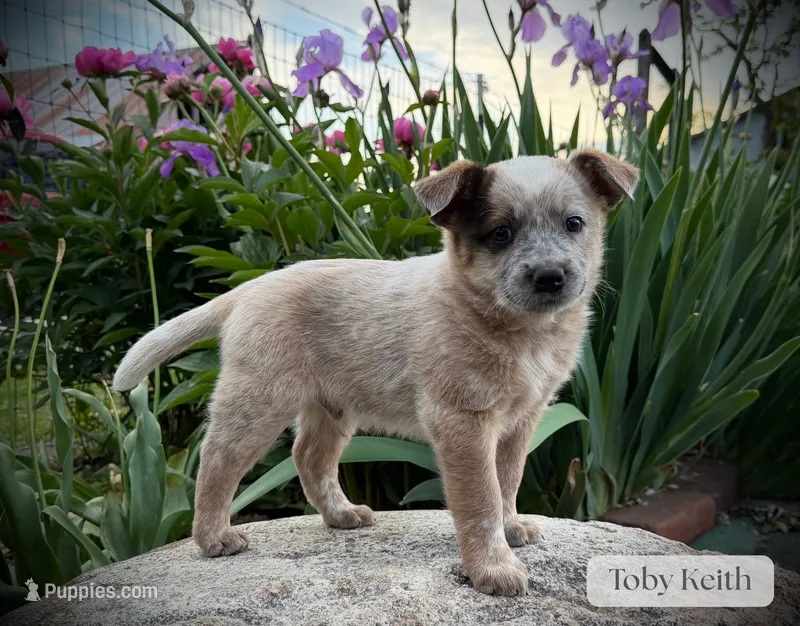 Toby Keith – Australian Cattle Dog puppy for sale in Moberly, MO