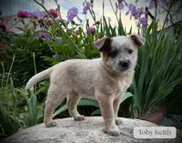 Toby Keith, a female Australian Cattle Dog for sale in Moberly, MO – 1 of 4