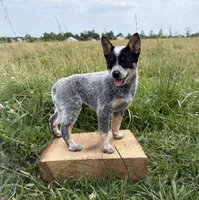 Renley, a female Australian Cattle Dog for sale in Moberly, MO – 2 of 7
