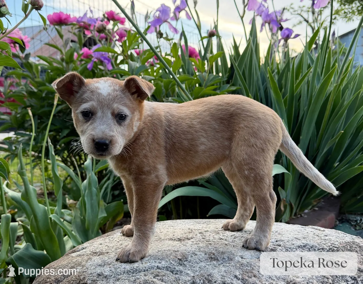 Topeka Rose, a female Australian Cattle Dog for sale in Moberly, MO – 2 of 4