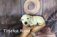 Topeka Rose, a female Australian Cattle Dog for sale in Moberly, MO – 4 of 4