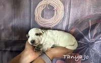 Tanya Jo, a female Australian Cattle Dog for sale in Moberly, MO – 4 of 4