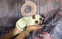 Tanya Jo, a female Australian Cattle Dog for sale in Moberly, MO – 3 of 4