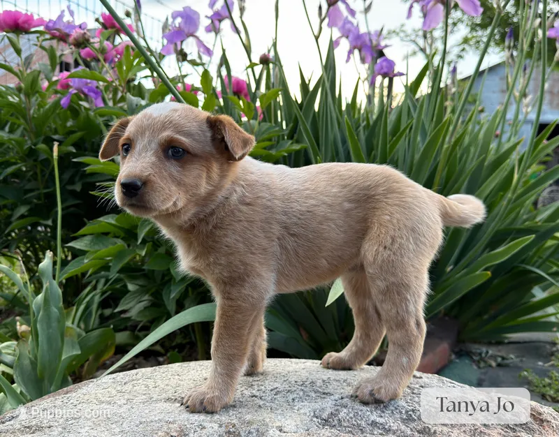 Tanya Jo – Australian Cattle Dog puppy for sale in Moberly, MO