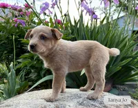 Tanya Jo, a female Australian Cattle Dog for sale in Moberly, MO – 1 of 4