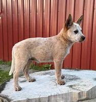 Topeka Rose, a female Australian Cattle Dog for sale in Moberly, MO – 3 of 9