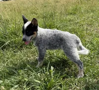 Renley, a female Australian Cattle Dog for sale in Moberly, MO – 6 of 7