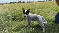 Renley, a female Australian Cattle Dog for sale in Moberly, MO – 7 of 7