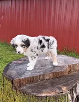 Blue, a male Australian Shepherd for sale in Moberly, MO – 3 of 10