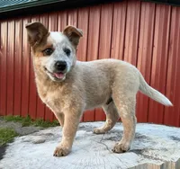 Toby Keith, a male Australian Cattle Dog for sale in Moberly, MO – 3 of 10