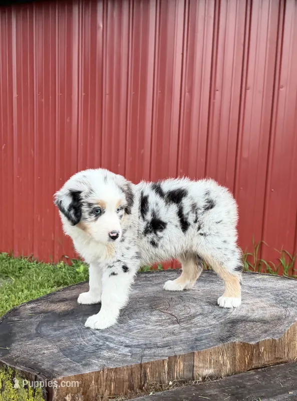 Blue – Australian Shepherd puppy for sale in Moberly, MO