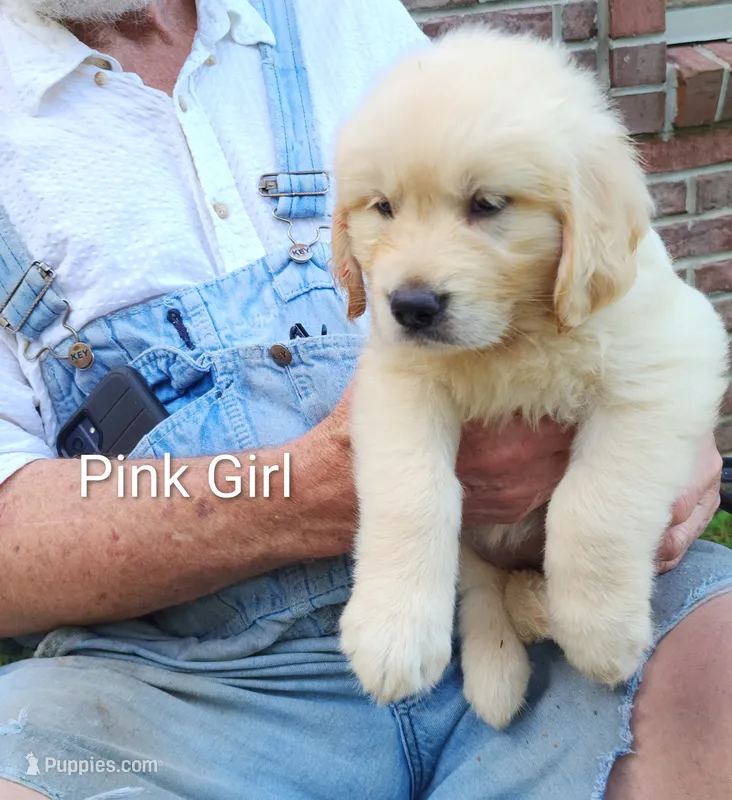 Pink Girl – Golden Retriever puppy for sale in Grand Rivers, KY