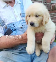 Pink Girl, a female Golden Retriever for sale in Grand Rivers, KY – 1 of 6